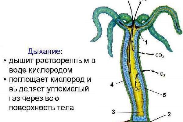 Кракен сайт даркнет ссылка